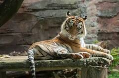 International Tiger Day 2021: ਅੰਤਰ-ਰਾਸ਼ਟਰੀ ਚੀਤਾ ਦਿਹਾੜੇ 'ਤੇ ਜਾਣੋ ਇਸ ਦਿਨ ਦੀ ਖਾਸੀਅਤ, ਕੀ ਹੈ ਭਾਰਤ ਦਾ ਟਾਈਗਰ ਰਿਜ਼ਰਵ