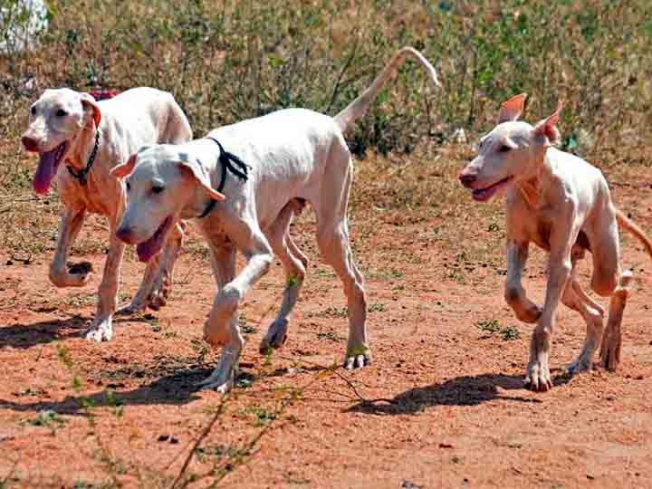 தேனி : அதிகரிக்கும் பார்வோ வைரஸ் தாக்குதல்.. நாய்களுக்கும் தடுப்பூசி கட்டாயம். மனிதர்களை தாக்குமா ?