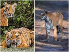 International Tiger Day 2021: आज मनाया जा रहा अंतरराष्ट्रीय बाघ दिवस, जानिए क्या है इसका इतिहास और महत्व
