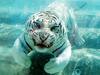 International Tiger Day Photos: சர்வதேச புலிகள் தினம்: