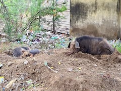 மயிலாடுதுறை: பன்றிகளைப் பிடித்ததால் தகராறு, காவல்நிலைய வாசலில் நகராட்சி ஊழியருக்கு கத்தி குத்து!
