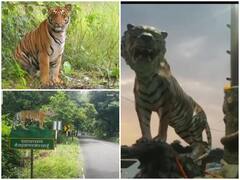 विश्व बाघ दिवस पर बदली पीलीभीत की तस्वीर, सरकारी ऑफिसों में भी लगे बाघ के पोस्टर