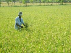 ’பயிர் காப்பீடு செய்யாதது இதுவேன் முதல்முறை..’ செயல்படுத்தப்படாத திட்டத்தால் ஏமாற்றம் என விவசாயிகள் வேதனை..!