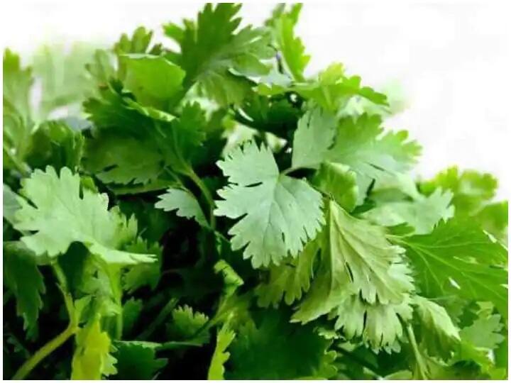 Benefits of coriander leaves coriander leaves have properties which give health benefits Benefits Of Coriander Leaves: કોથમીરમાં છે ગુણોનો ખજાનો, આ રીતે પહોંચાડે છે સ્વાસ્થયને ફાયદો