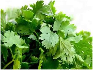 Benefits Of Coriander Leaves: કોથમીરમાં છે ગુણોનો ખજાનો, આ રીતે પહોંચાડે છે સ્વાસ્થયને ફાયદો