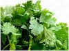 Benefits Of Coriander Leaves: Know Hidden Properties Of Common Kitchen Ingredient In Improving Health
