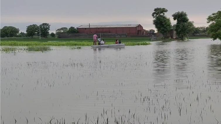 More than 300 acres of crops submerged in rain water in Sangrur village fields ਸੰਗਰੂਰ ਦੇ ਪਿੰਡਾਂ ਦੇ ਖੇਤਾਂ 'ਚ ਭਰਿਆ ਬਰਸਾਤ ਦਾ ਪਾਣੀ, 300 ਏਕੜ ਤੋਂ ਵੱਧ ਫਸਲ ਪਾਣੀ ਵਿੱਚ ਡੁੱਬੀ