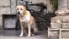 Surat: શ્વાનને ન્યાય અપાવવા માટે પરિવારે ખખડાવ્યા કોર્ટના દ્વાર, જુઓ વીડિયો