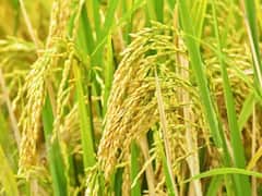 AGRICET 2021: వ్యవసాయ వర్సిటీల్లో ప్రవేశాలు.. అగ్రిసెట్ నోటిఫికేషన్ విడుదల..