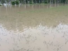 बारिश के पानी से नष्ट हुई किसानों की 200 बीघा फसल, सरकार से की मुआवजे की मांग