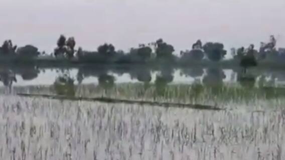 200 बीघा फसल बारिश में बर्बाद | Khabarein Tabadtod | Top News | 31 July