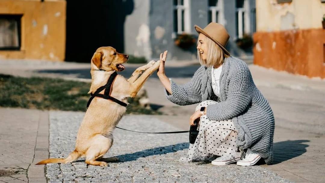 These five tricks you must teach your doggy Pet Training : আপনার ছোট্ট সারমেয় বন্ধুটিকে যেগুলো শেখাতে ভুলবেন না