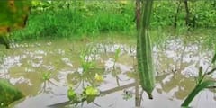 Rainfall in West Bengal: বৃষ্টিতে আমডাঙায় জলের তলায় বিঘার পর বিঘা জমি, ব্যাপক ক্ষতি সব্জি চাষে