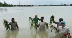 ਕਦੇ ਸੋਕਾ ਤੇ ਕਦੇ ਡੋਬਾ!  ਕਿਸਾਨਾਂ ਸਿਰ ਪਈ ਆਫਤ, ਸਰਕਾਰਾਂ ਨਹੀਂ ਲੈਂਦੀਆਂ ਸਾਰ