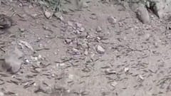 અમરેલીઃ ડુંગરાળ વિસ્તારમાં વધ્યો ઈયળનો ઉપદ્રવ, ગ્રામજનો થયા ત્રાહિમામ