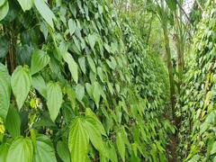 அன்று பாம்பே வரை ஏற்றுமதியான கருங்குழி வெற்றிலை..! காய்ந்து காணாமல் போன கதை என்ன?