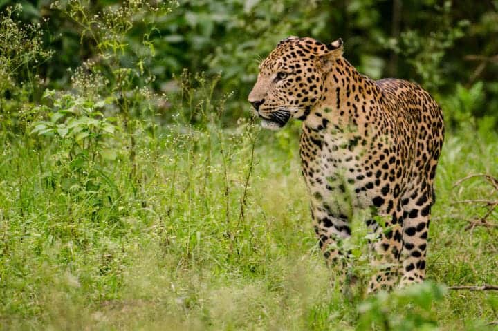 The presence of leopards in Trichy district has caused a great stir among the people. திருச்சி: சிறுத்தை நடமாட்டத்தால் அச்சத்தில் பொதுமக்கள்: நடவடிக்கையில் இறங்கிய வனத்துறை!