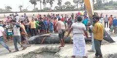 বকখালিতে উদ্ধার ২০ ফুটের মৃত ডলফিন! বিশালাকার প্রাণীকে দেখতে ভিড় উৎসাহী জনতার