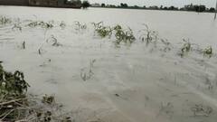 ਕਦੇ ਸੋਕਾ ਤੇ ਕਦੇ ਡੋਬਾ!  ਕਿਸਾਨਾਂ ਸਿਰ ਪਈ ਆਫਤ, ਸਰਕਾਰਾਂ ਨਹੀਂ ਲੈਂਦੀਆਂ ਸਾਰ