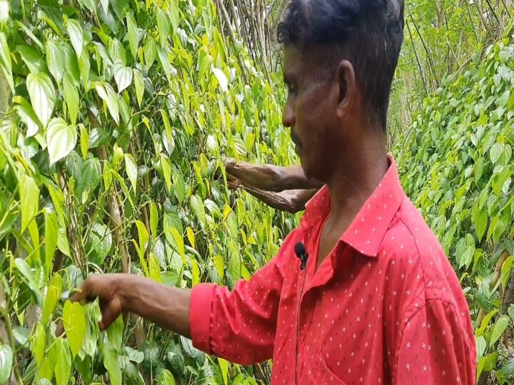 அன்று பாம்பே வரை ஏற்றுமதியான கருங்குழி வெற்றிலை..! காய்ந்து காணாமல் போன கதை என்ன?