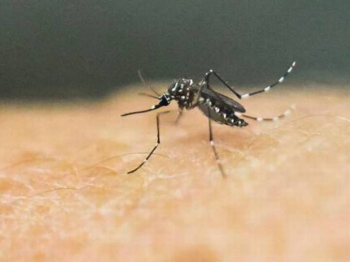 Zika Virus: महाराष्ट्र में सामने आया जीका वायरस का पहला मामला, 50 साल की महिला हुई संक्रमित