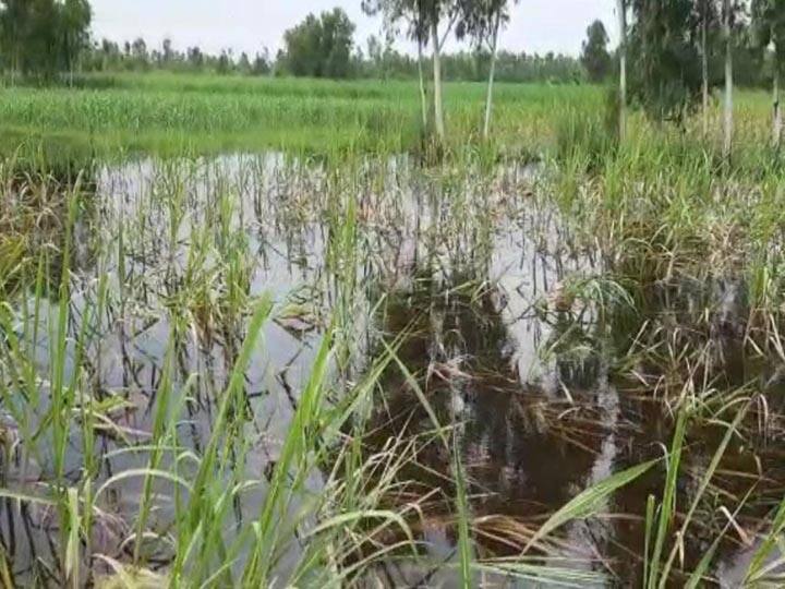 Crops submerged in water after water level rises of River in Amroha Uttar Pradesh ann गंगा के बढ़ते जल स्तर से फसलें पानी में डूबीं, जिला प्रशासन पर अनदेखी का आरोप