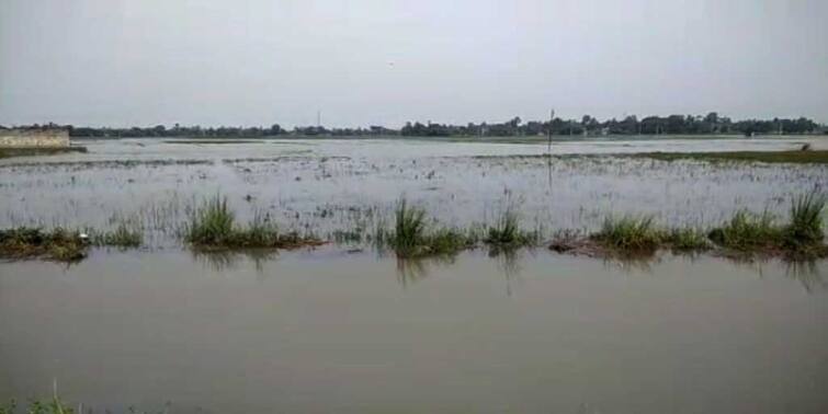 Hooghly: Vast agricultural lands flooded at Haripal farmers facing huge loss Hooghly: জলমগ্ন হরিপালের বিস্তীর্ণ কৃষিজমি, প্রবল ক্ষতির মুখে মাথায় হাত চাষীদের