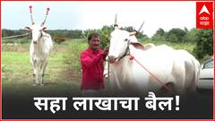 Special Report : दुष्काळी मंगळवेढ्यात खिलार खोंडाला मिळाले 6 लाख 11 हजार रुपये : ABP Majha