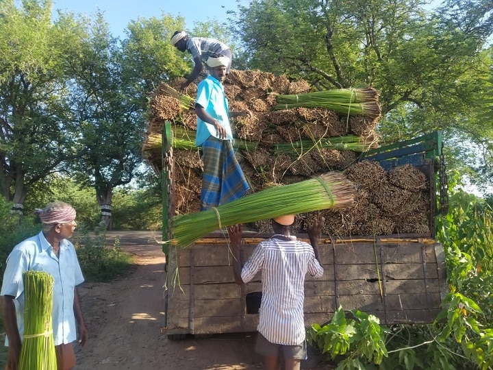 Thiruvarur: நெல் விளையும் பூமியில் புல் விளையுது..! - கொங்கு மாவட்டத்தினருக்கு நிலத்தை குத்தகைக்குவிடும் விவசாயிகள்