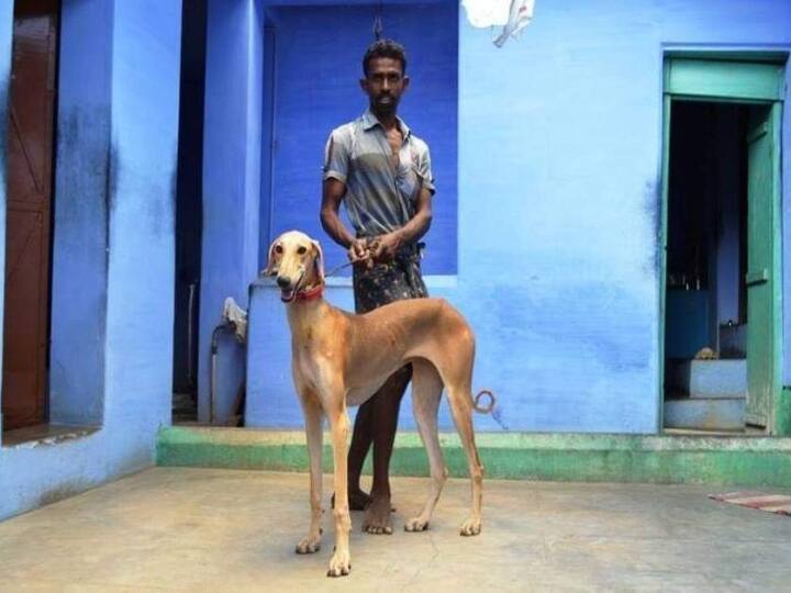 Dogs used for hunting in Tamil Nadu Hunting Dogs : ’ஜக்கம்மா’ படையலுக்கு வேட்டையாட பயன்படுத்தப்படும் நாய்கள்..!