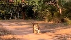 Chandrapur चंद्रपूर वनविभागाचं अभिनव पाऊल,सामूहिक निसर्ग संरक्षण योजनेसाठी 104 एकर खाजगी जागेचा करार