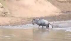 ਨਦੀ ਪਾਰ ਕਰ ਰਿਹਾ ਸੀ ਬਾਰਾਸਿੰਘਾਂ, ਮਗਰਮੱਛ ਨੇ ਕੀਤਾ ਹਮਲਾ, ਦੇਖੋ ਫਿਰ ਕੀ ਹੋਇਆ