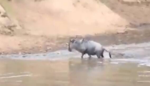 ਨਦੀ ਪਾਰ ਕਰ ਰਿਹਾ ਸੀ ਬਾਰਾਸਿੰਘਾਂ, ਮਗਰਮੱਛ ਨੇ ਕੀਤਾ ਹਮਲਾ, ਦੇਖੋ ਫਿਰ ਕੀ ਹੋਇਆ ਨਦੀ ਪਾਰ ਕਰ ਰਿਹਾ ਸੀ ਬਾਰਾਸਿੰਘਾਂ, ਮਗਰਮੱਛ ਨੇ ਕੀਤਾ ਹਮਲਾ, ਦੇਖੋ ਫਿਰ ਕੀ ਹੋਇਆ