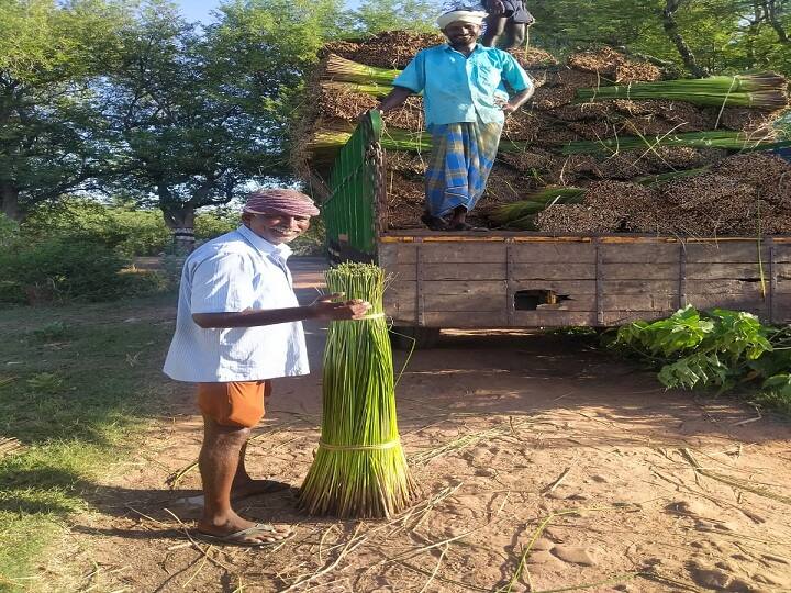 farmers of thiruvarur district lease out arable land to outstation traders for reed cultivation Thiruvarur: நெல் விளையும் பூமியில் புல் விளையுது..! - கொங்கு மாவட்டத்தினருக்கு நிலத்தை குத்தகைக்குவிடும் விவசாயிகள்