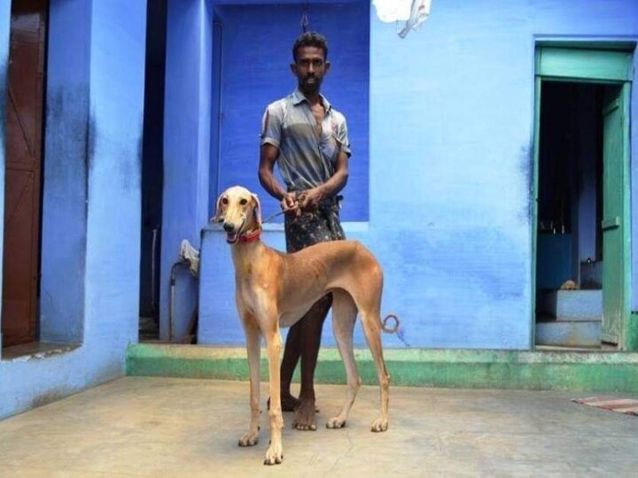 Hunting Dogs : ’ஜக்கம்மா’ படையலுக்கு வேட்டையாட பயன்படுத்தப்படும் நாய்கள்..!