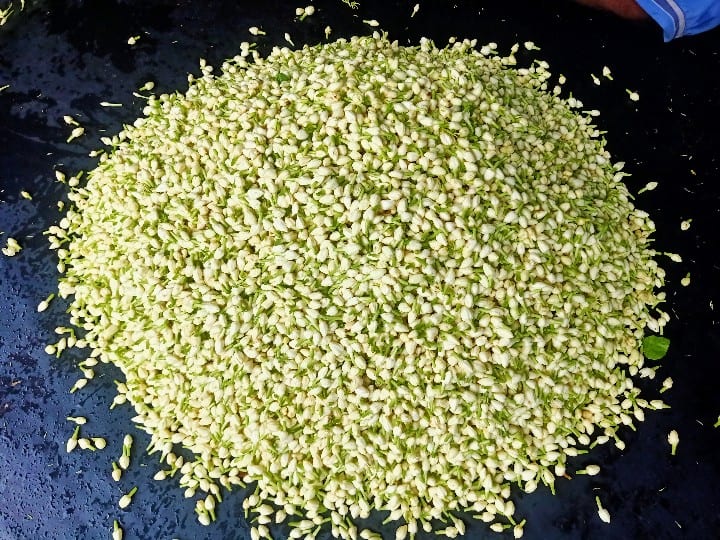 After a long time jasmine flower prices returned to normal; Jasmine 600 kg TNN மதுரையில் நீண்ட நாட்களின் பின் மல்லிகைப் பூ விலை இயல்பு நிலைக்கு வந்தது..... கிலோ 600 ரூபாய்