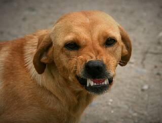 Banaskantha : કૂતરાએ અઢી વર્ષના બાળકનું માથું ફાડી ખાધું, કેવી રીતે બની આખી ઘટના?