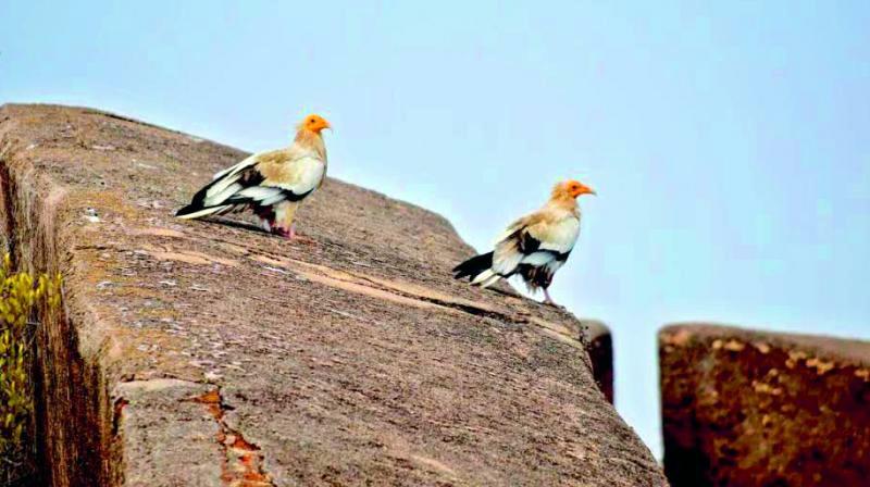 Pakshi Theertham: మాంసాహారం తినే గద్దలు చక్కెర పొంగలి మాత్రమే తింటాయి… ఏంటా ఆలయం ప్రత్యేకత…!