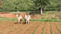 TOP 20: રાજ્યના ખેડૂતો માટે માઠા સમાચાર, હાલ સારા વરસાદની નથી કોઈ શક્યતા,જુઓ મહત્વના સમાચાર