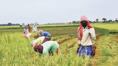 Kisan Samman Nidhi: কিষাণ নিধি সম্মান প্রকল্প নিয়ে ফের কেন্দ্রকে চিঠি রাজ্যের