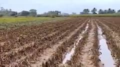 सांगलीच्या शेतकऱ्यांचं 2019 च्या पुरापेक्षा यंदा मोठ नुकसान, 40 हजार हेक्टरहून मोठ आर्थिक फटका