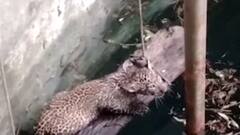 તાપી:વ્યારામાં દીપડાનું બચ્ચું કૂવામાં પડ્યું, વન વિભાગે કર્યું રેસક્યું