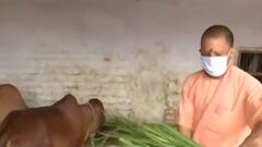 Balrampur में गौशाला पहुंचे CM Yogi Adityanath, गायों को खिलाया चारा