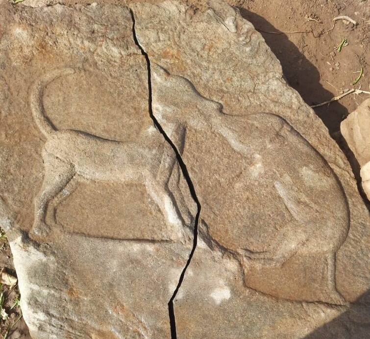 Discovery of the 1000 year old dog inscription The faith of the hunting dog that came to light  thiruvannamalai திருவண்ணாமலை : 1000 ஆண்டு பழமைவாய்ந்த நடுகல் கண்டெடுப்பு : போற்றப்பட்ட வேட்டை நாயின் விசுவாசம்.!