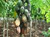 Papaya Production: इस स्टेट में वायरस ने बर्बाद कर दी पपीते की फसल, परेशान किसान, लाखों का नुकसान