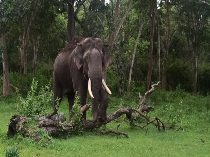 mudhumalai Rivaldo elephant walking back to his habitat ‛ஆகட்டுண்டா தம்பி ராஜா... நடராஜா...’  வாழிடம் நோக்கி நகரும் 'ரிவால்டோ' யானை:  வனத்துறை திட்டம் தோல்வி!