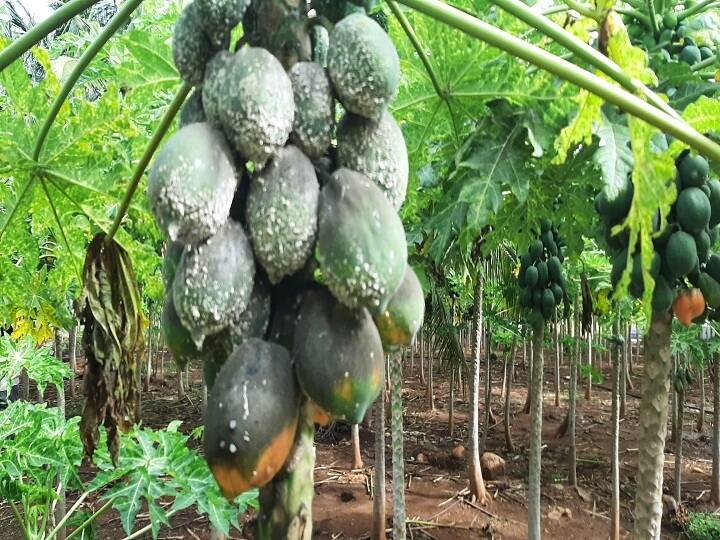 Thousands tons of papaya affected by white fungus attack in Dharmapuri Dharmapuri: டன்னுக்கு 10 ஆயிரம் ரூபாய்க்கு விற்பனையாகும் பப்பாளி- வெள்ளை பூஞ்சை தாக்குதலால் கடும் பாதிப்பு