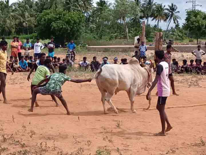 Theni youths play new game in Jallikattu bull இந்த தேனி பசங்க இருக்காங்களே... ‛பொழுது போகல... ஜல்லிக்கட்டு காளைகளோட விளையாடுறோம்’