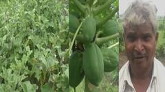 Amravati : मेळघाटात 3 एकर शेतीतून मिळवला साडेतीन लाखांचा नफा Special Report ABP Majha