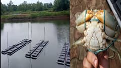 Ratnagiri : गटारीच्या तोंडावर वशाट चोरी, रत्नागिरीतील मत्स्यसंवर्धन केंद्रात 15 किलोंचे खेकडे चोरीला